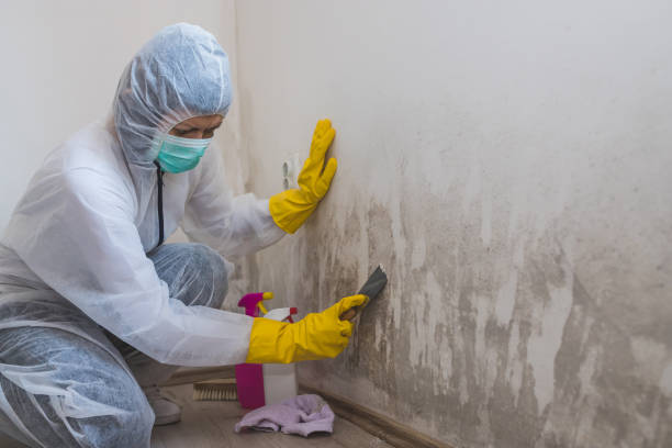 Best Crawl Space Mold Removal  in Milford City, CT