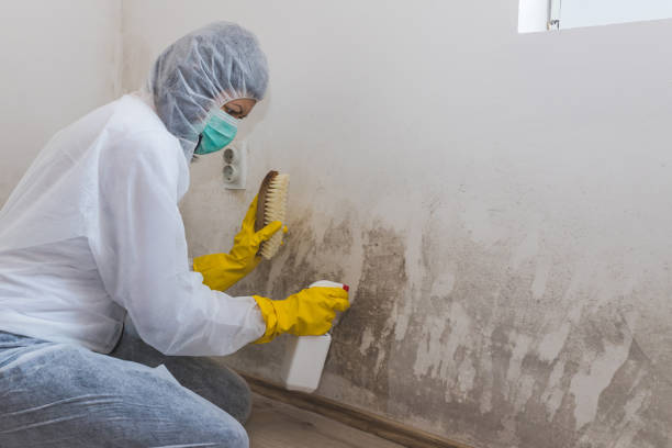 Best Crawl Space Mold Removal  in Milford City, CT