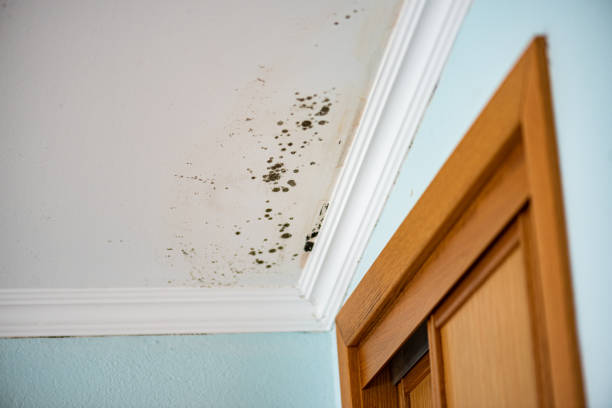 Best Residential Mold Removal  in Milford City, CT