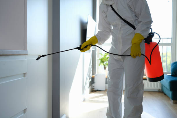 Best Attic Mold Removal  in Milford City, CT