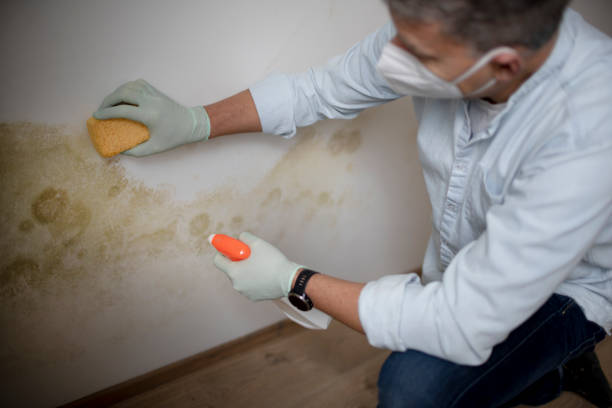 Best Office Mold Removal Services  in Milford City, CT