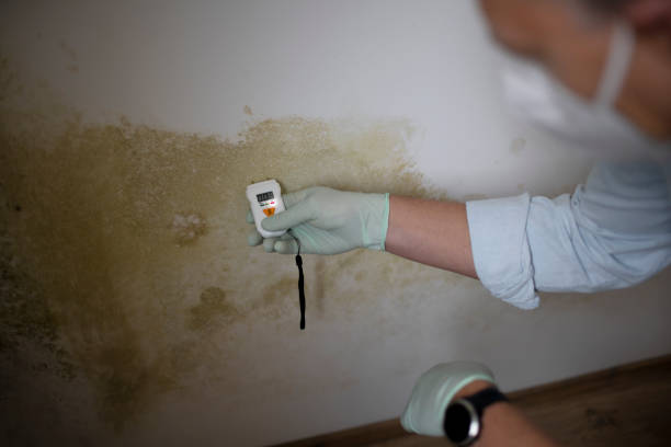Attic Mold Removal in Milford City, CT