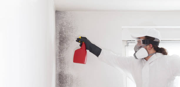 Best Same-Day Mold Removal  in Milford City, CT