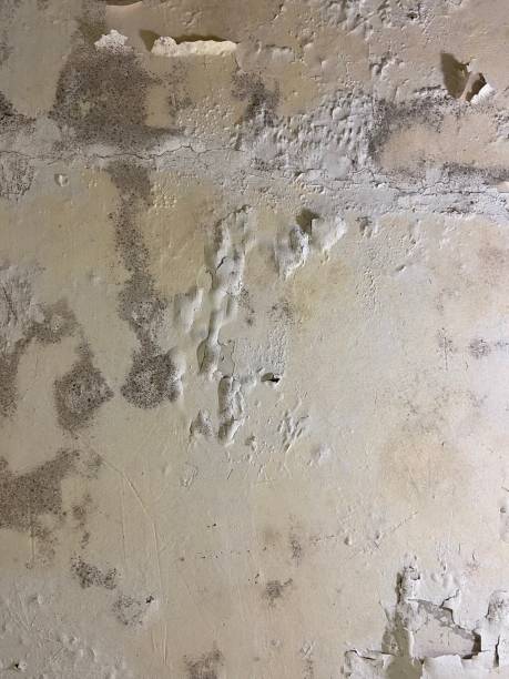 Best Toxic Mold Removal  in Milford City, CT
