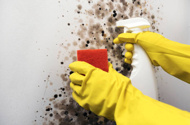 Best Mold Testing  in Milford City, CT