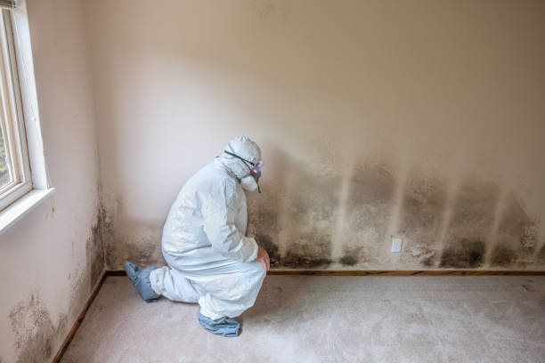 Best Same-Day Mold Removal  in Milford City, CT