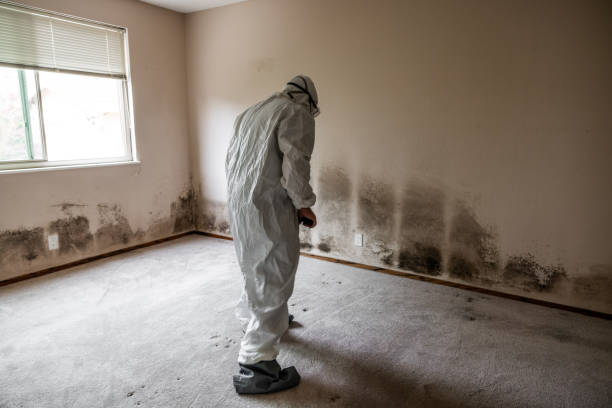 Home Mold Removal in Milford City, CT