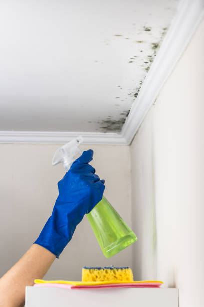 Best Mold Removal Near Me  in Milford City, CT