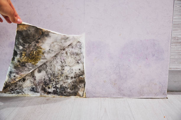 Best Affordable Mold Removal  in Milford City, CT